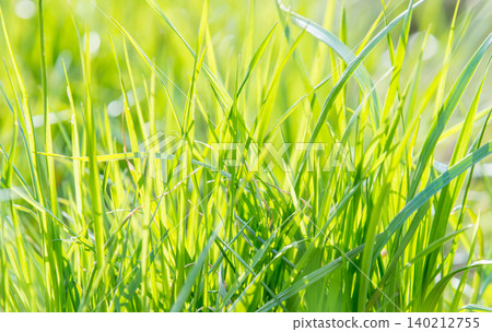 Green grass illuminated by the sun Green grass illuminated by the sun 140212755