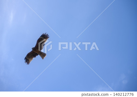 A kite circling in the blue sky 140212776
