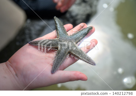 A child's hand holding a starfish A child's hand holding a starfish 140212798