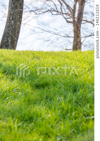 The lush green lawn of the park The lush green lawn of the park 140212819