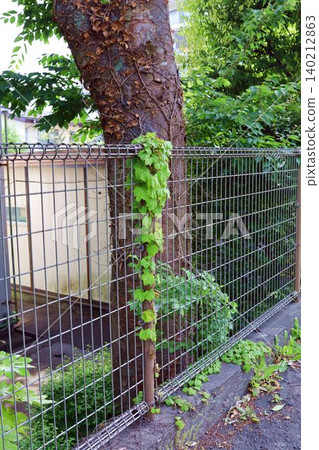 Weeds growing clinging to the fence Weeds growing clinging to the fence 140212863