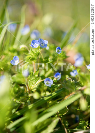 Small blue flowers blooming in the field Small blue flowers blooming in the field 140212897