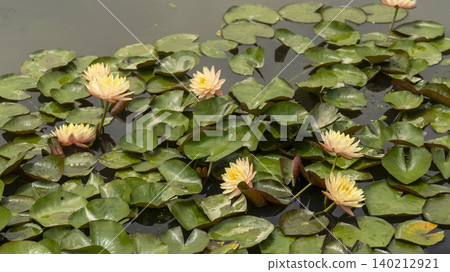water lily water lily 140212921