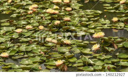 water lily water lily 140212927