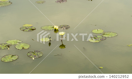 water lily water lily 140212952