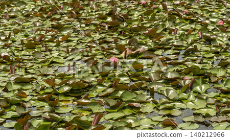 water lily 140212966