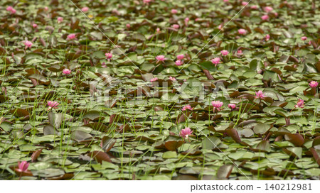 water lily water lily 140212981