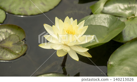 water lily 140213026