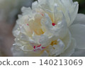 White peony 140213069