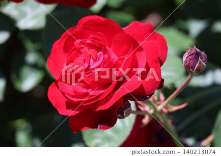 一朵紅花瓣玫瑰花的特寫的視圖 一朵紅花瓣玫瑰花的特寫的視圖 140213074