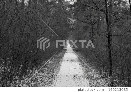 Winter Forest Path in Muenchbruch Germany 140213085