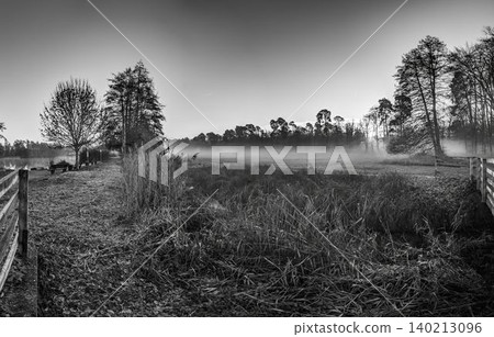 Foggy Meadow Landscape in Muenchbruch Nature Reserve Foggy Meadow Landscape in Muenchbruch Nature Reserve 140213096