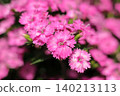 Pink Nadeshiko 140213113