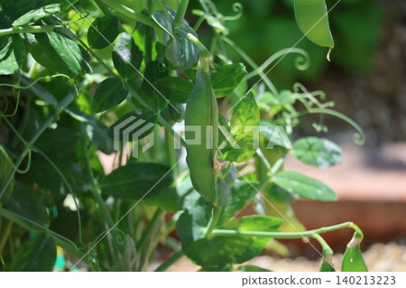 一片種植著綠葉綠果龍膽的景觀。 一片種植著綠葉綠果龍膽的景觀。 140213223