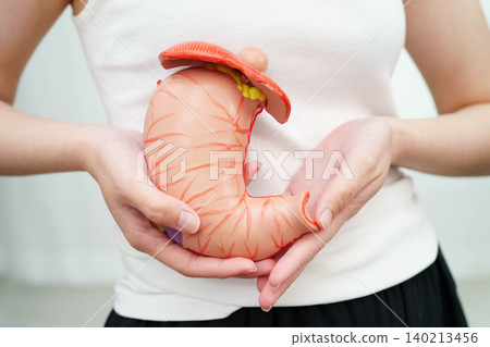 Stomach disease, Asian woman holding anatomy model for study diagnosis and treatment in hospital. 140213456