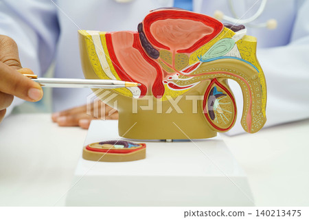 Male reproductive system, Asian doctor holding human anatomy model for study diagnosis and treatment in hospital. Male reproductive system, Asian doctor holding human anatomy model for study diagnosis and treatment in hospital. 140213475