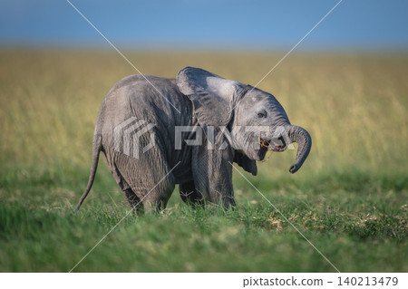 African bush elephant calf stands cocking head African bush elephant calf stands cocking head 140213479