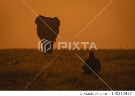 African elephant stands near photographer on grassland African elephant stands near photographer on grassland 140213487