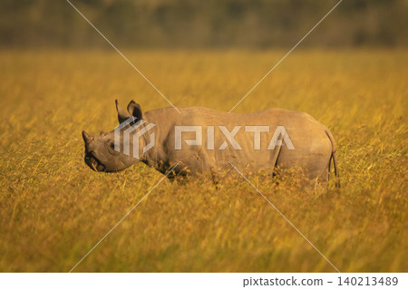Black rhino calf stands in tall grass Black rhino calf stands in tall grass 140213489