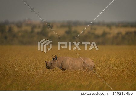Black rhino calf walks through long grass Black rhino calf walks through long grass 140213490