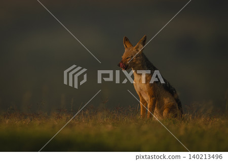 Black-backed jackal sits on horizon licking nose 140213496