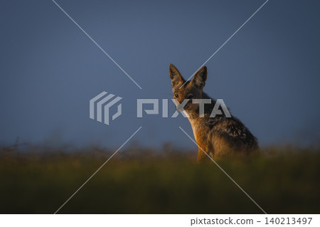 Black-backed jackal sits on horizon watching camera Black-backed jackal sits on horizon watching camera 140213497