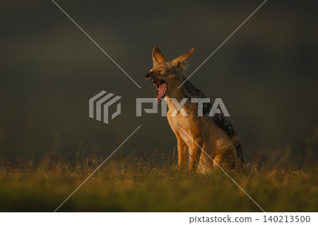 Black-backed jackal sits yawning widely on horizon Black-backed jackal sits yawning widely on horizon 140213500