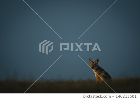 Black-backed jackal sitting on horizon with catchlight Black-backed jackal sitting on horizon with catchlight 140213501