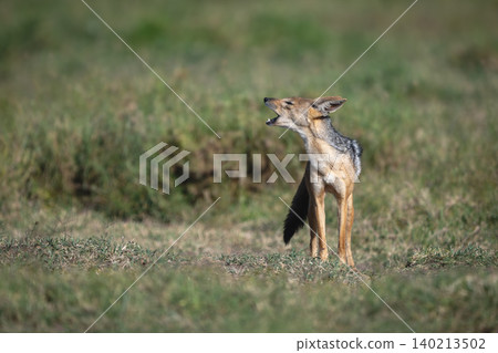 Black-backed jackal stands barking on sunlit savanna 140213502