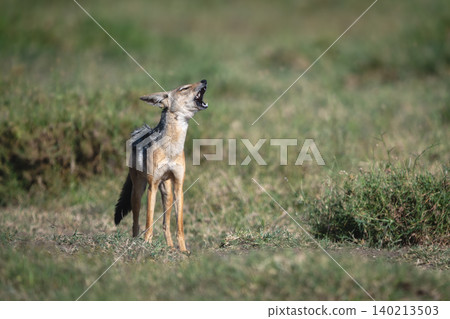 Black-backed jackal stands barking on sunlit savannah 140213503