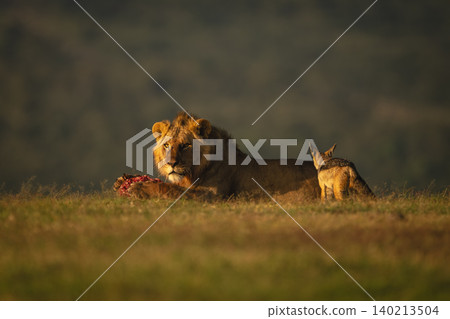 Black-backed jackal watches male lion with kill 140213504