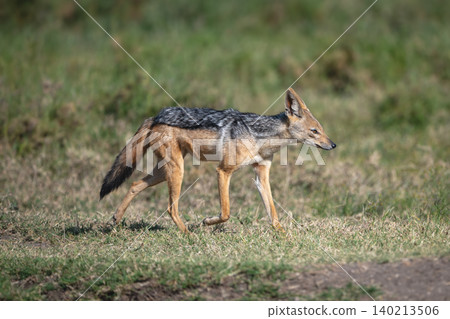 Black-backed jackal with catchlight trots across savanna Black-backed jackal with catchlight trots across savanna 140213506