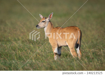Common eland calf stands in sunny grassland Common eland calf stands in sunny grassland 140213525