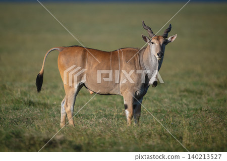 Common eland with catchlight stands watching camera Common eland with catchlight stands watching camera 140213527