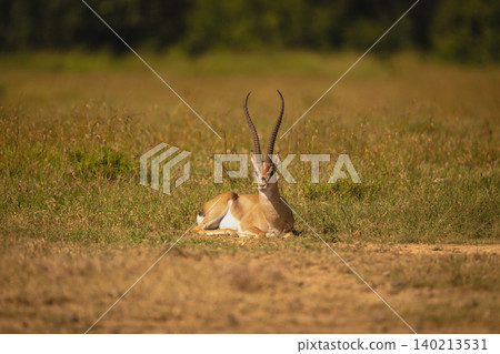 Grant gazelle lies on grassland in sun 140213531