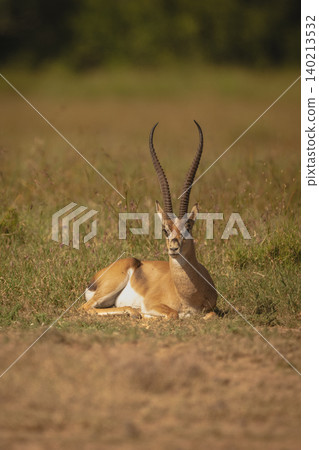 Grant gazelle lies on grassland in sunshine Grant gazelle lies on grassland in sunshine 140213532