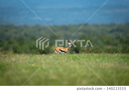 Grant gazelle stands on horizon eyeing camera Grant gazelle stands on horizon eyeing camera 140213533