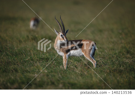 Grant gazelle with catchlight stands watching camera 140213536