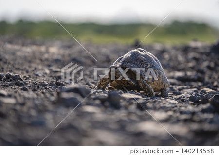 Leopard tortoise crossing rocky slope toward camera 140213538