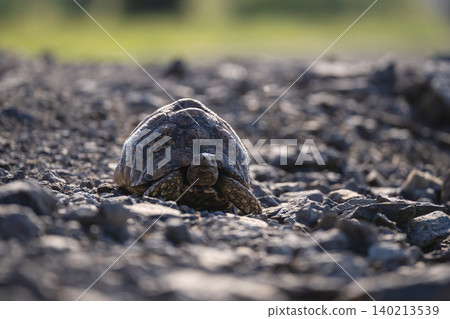 Leopard tortoise faces camera on rocky slope 140213539