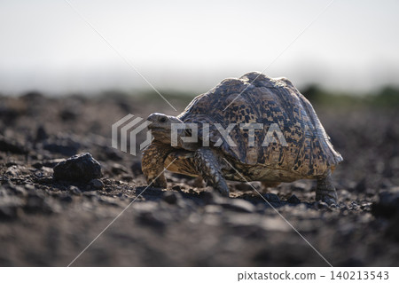 Leopard tortoise walks past on rocky slope 140213543