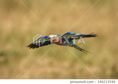 Lilac-breasted roller flies stretching out wings horizontally 140213549