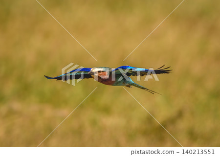 Lilac-breasted roller flies stretching wings out horizontally Lilac-breasted roller flies stretching wings out horizontally 140213551