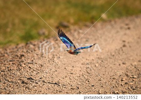 Lilac-breasted roller flies throwing shadow on road Lilac-breasted roller flies throwing shadow on road 140213552