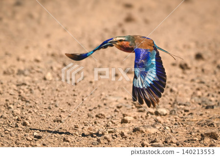 Lilac-breasted roller flies throwing shadow on track Lilac-breasted roller flies throwing shadow on track 140213553