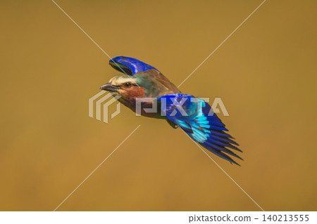 Lilac-breasted roller in golden sky with catchlight Lilac-breasted roller in golden sky with catchlight 140213555