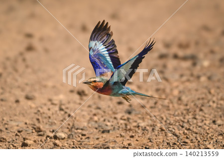 Lilac-breasted roller takes off from dirt track Lilac-breasted roller takes off from dirt track 140213559