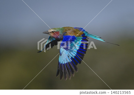 Lilac-breasted roller with catchlight flies dropping wings Lilac-breasted roller with catchlight flies dropping wings 140213565