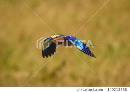 Lilac-breasted roller with catchlight flies stretching wings Lilac-breasted roller with catchlight flies stretching wings 140213568