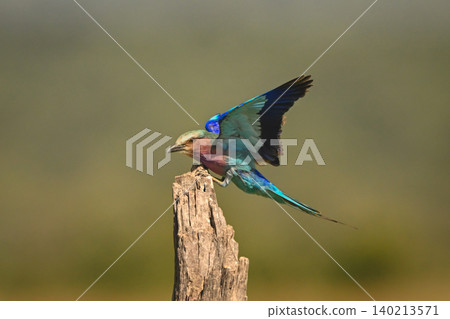 Lilac-breasted roller with catchlight lands on stump Lilac-breasted roller with catchlight lands on stump 140213571